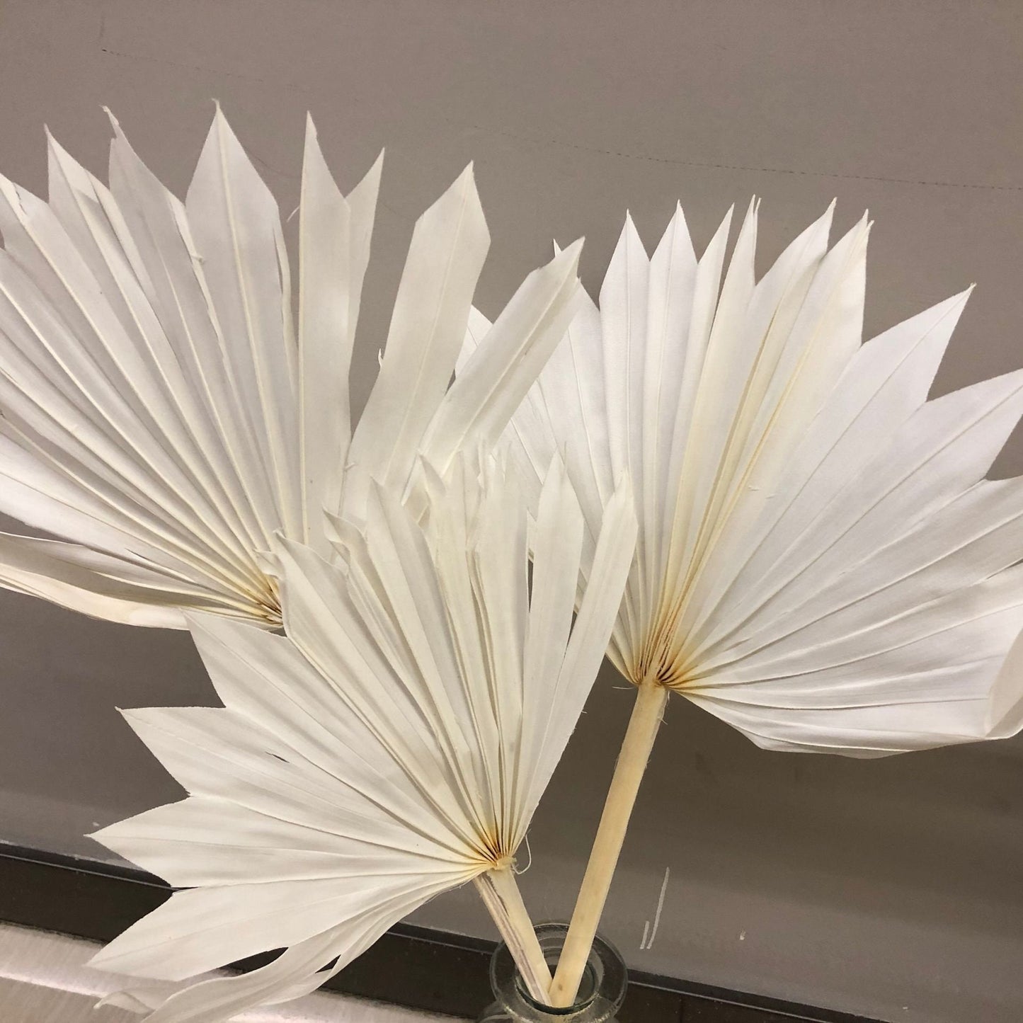 x6 branches Dried mini sun palm leave bleached, white sun palm, rustic decoration