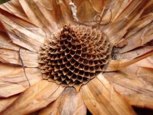 x5 natural wooden protea sulfuria, africain pod, rustic decoration