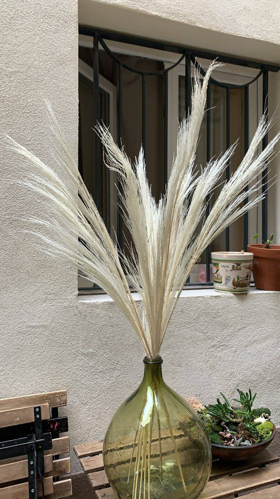 x10 Herbe de pampas plume blanchi 60-70cm, bleached short pampa plume, rustic decoration