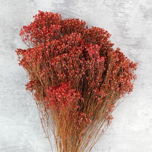 Dried bloom groom light red, baby bloom, decoration interieur, fleur séché, fleur de balai