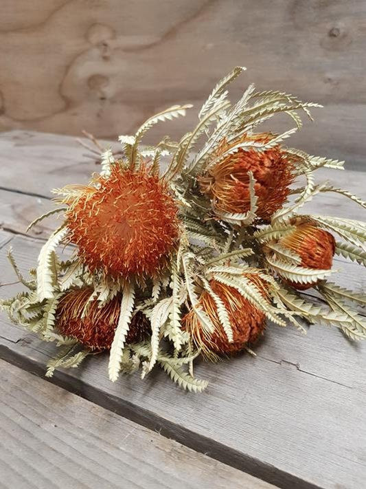 Banksia Dryandra formosa dried, australien banskia