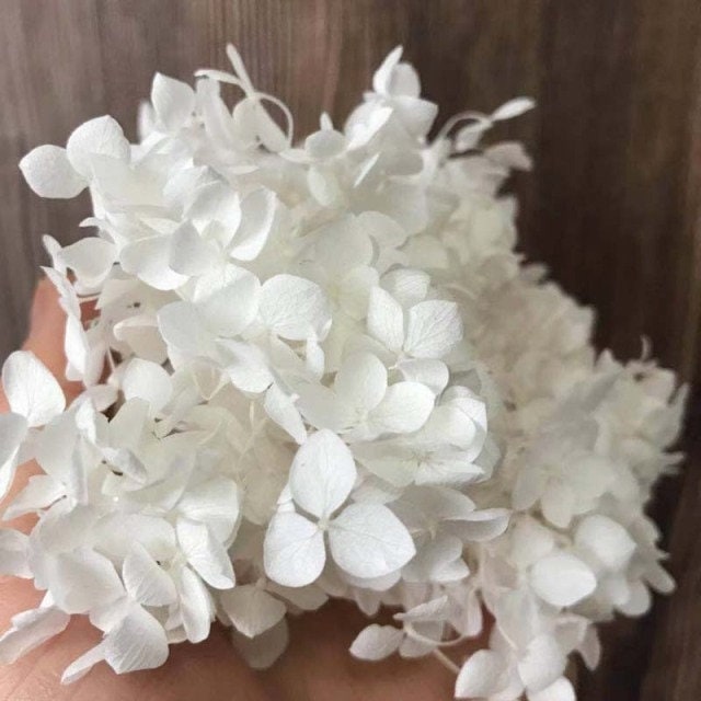 5g, 10g preserved hydrangea, preserved flower DYI for resin epoxy, hortensia