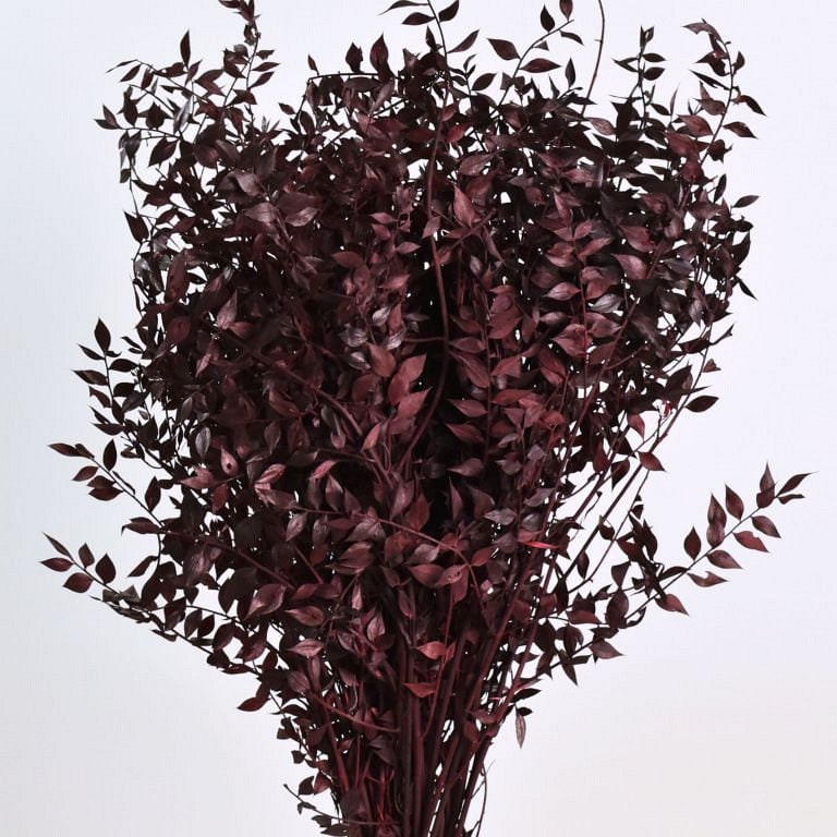 Preserved italien ruscus bordeaux red, ruscus stabilise, preserved leaf, preserved foliage