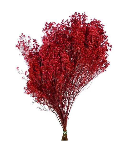 Dried bloom groom light red, baby bloom, decoration interieur, fleur séché, fleur de balai