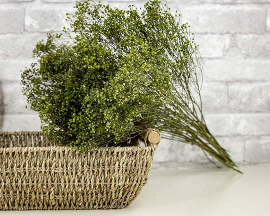 Dried broom groom green, fleur de balais,fleur séché, decoration rustique 100g