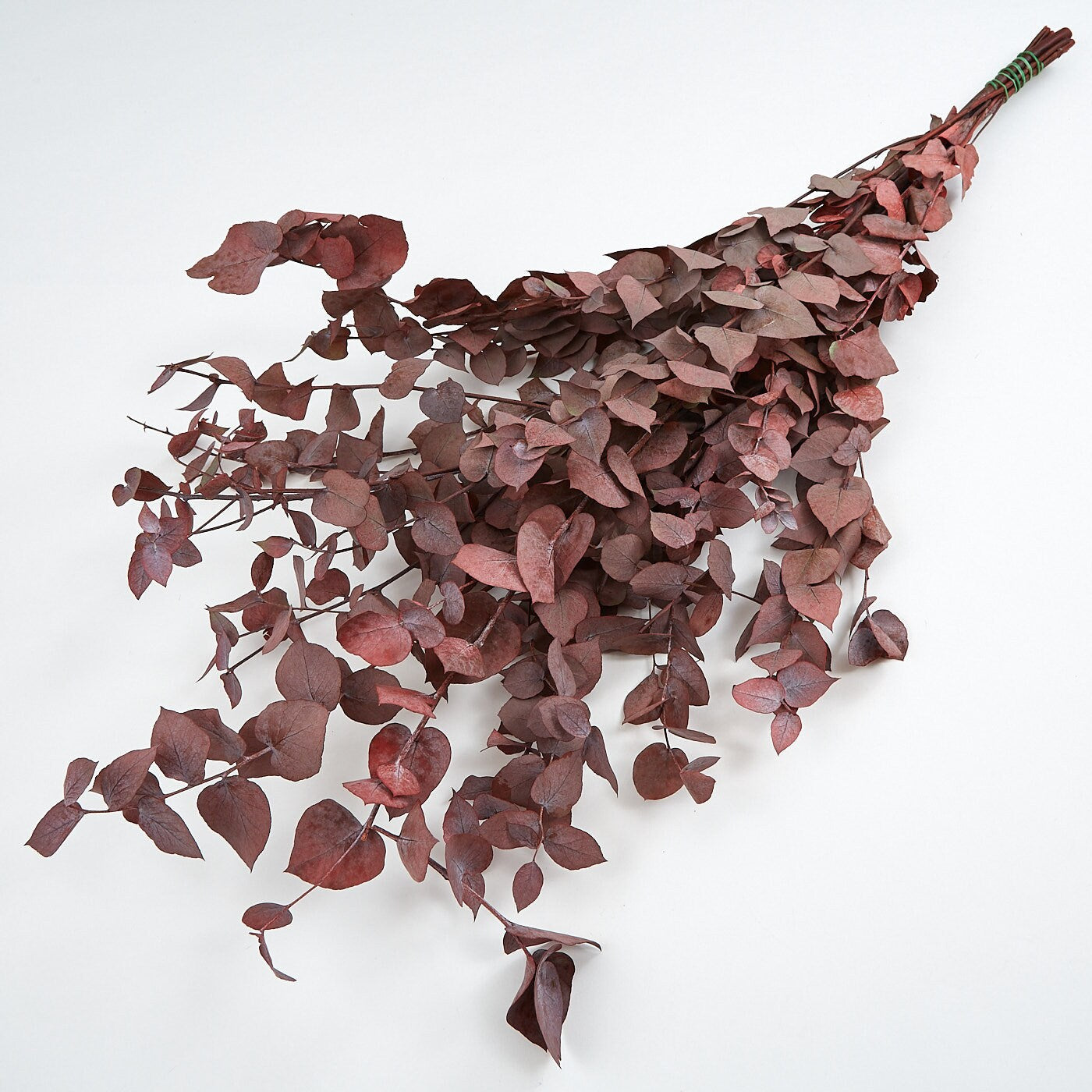 Preserved eucalyptus stuartiana red 120g, preserved leaf, preserved foliage