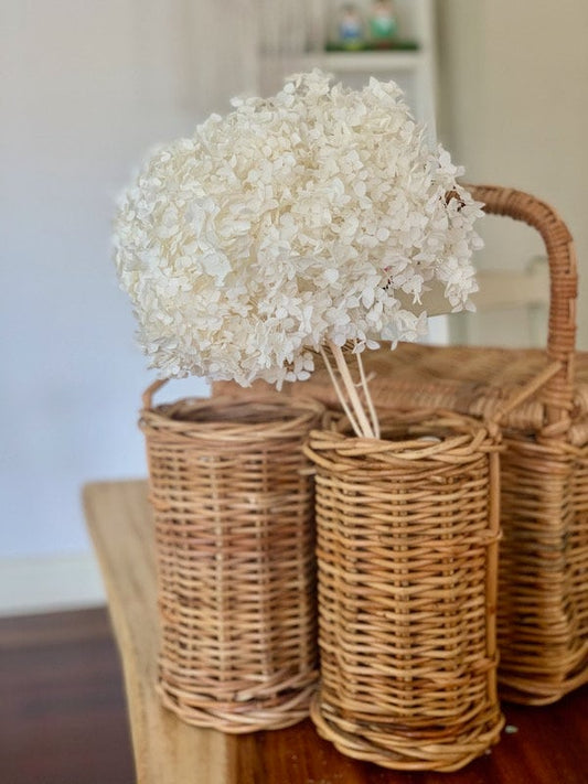 Big size Creamy White preserved hydrangea diameter 28-30cm, hydrangea on stem, 2-3branches