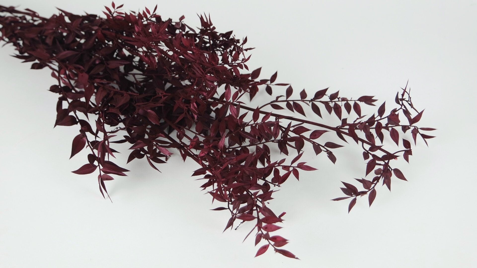 Preserved italien ruscus bordeaux red, ruscus stabilise, preserved leaf, preserved foliage
