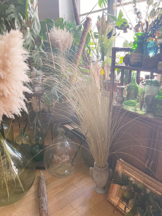 Beach bear grass dried, beach grass decoration, dried fountain grass, Herbe de dune 200g