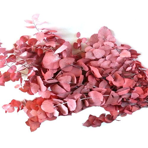 Preserved eucalyptus stuartiana red 120g, preserved leaf, preserved foliage