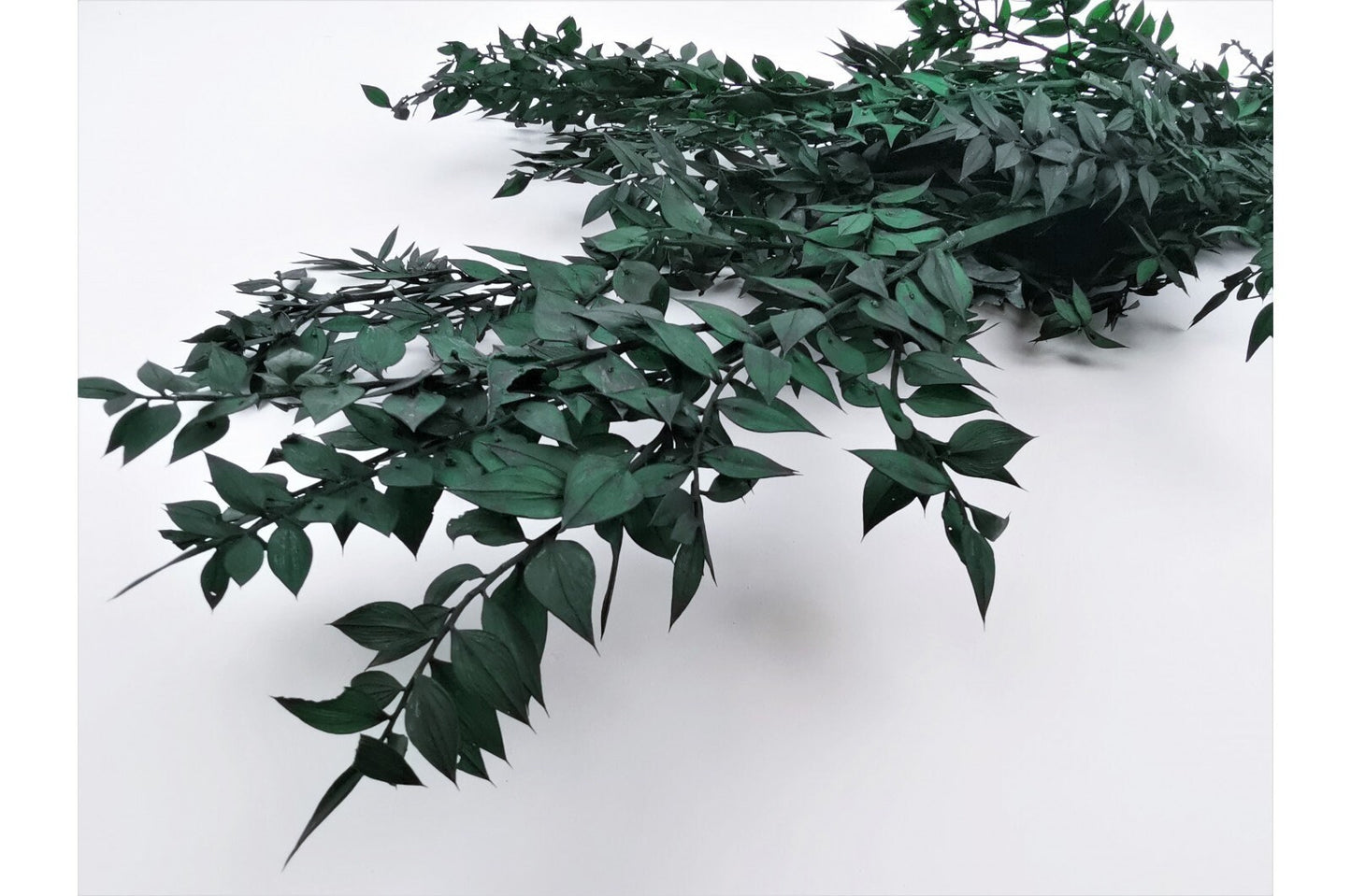 Preserved ruscus dark green painted, preserved foliage, preserved leaf