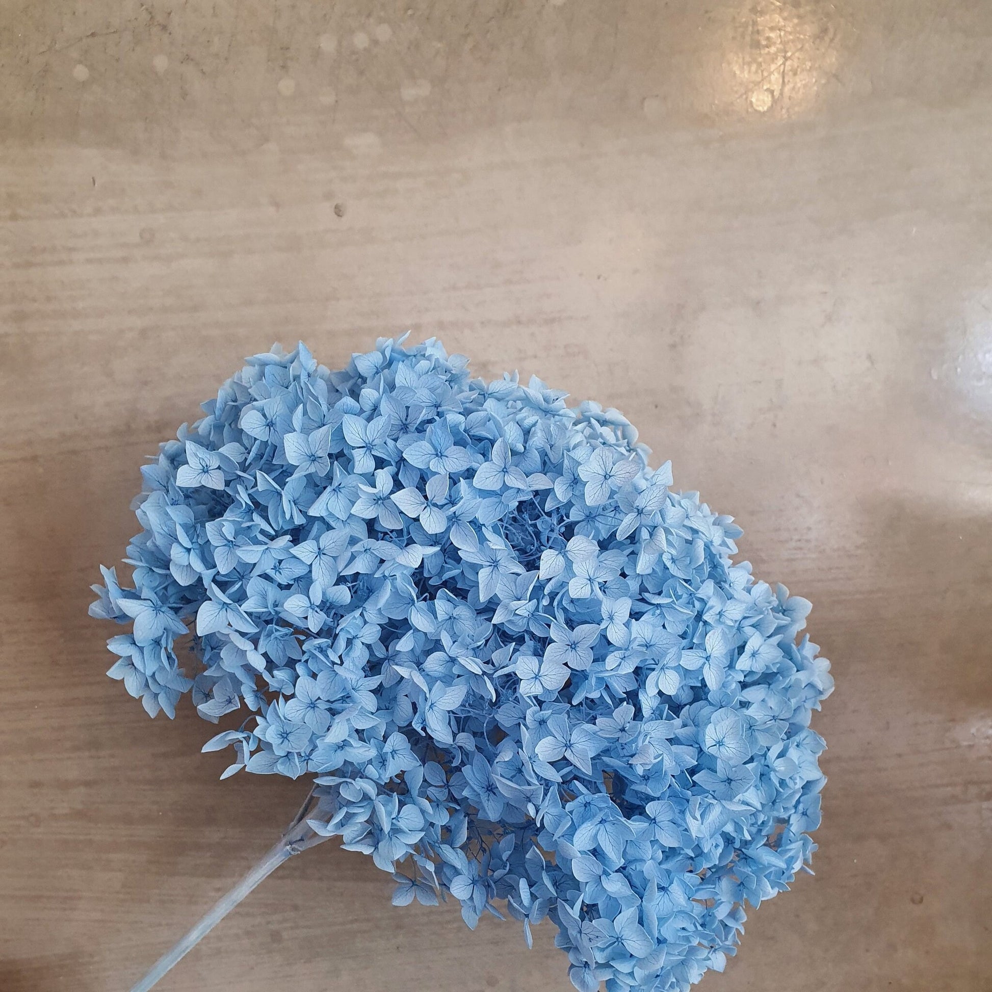 Preserved Hydrangea baby blue big size 22-23cm diameter of stem, hortensia preserved, wedding bunch