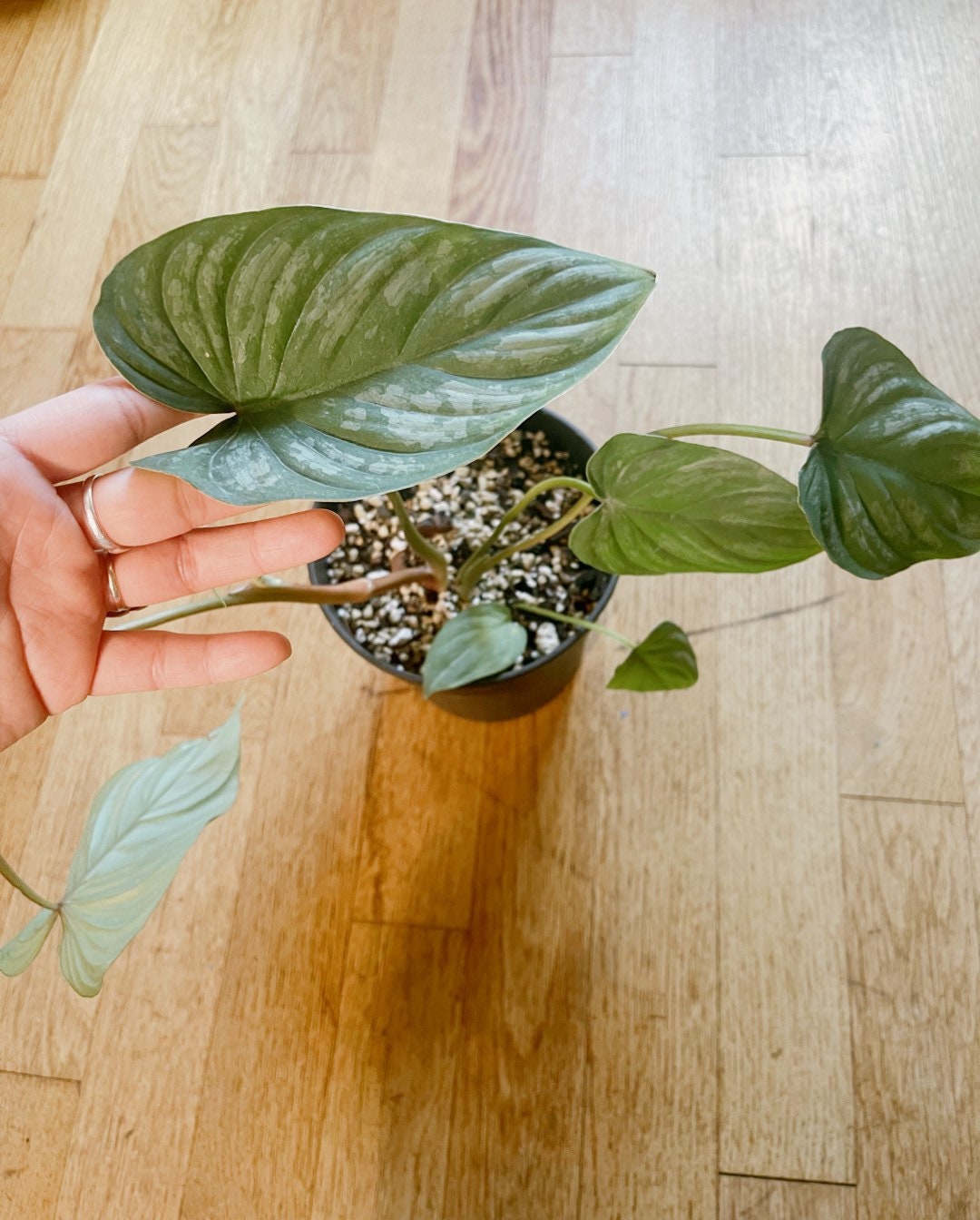 Philodendron mamei 7 leaves - Free PHYTOSANITARY CERTIFICAT - express