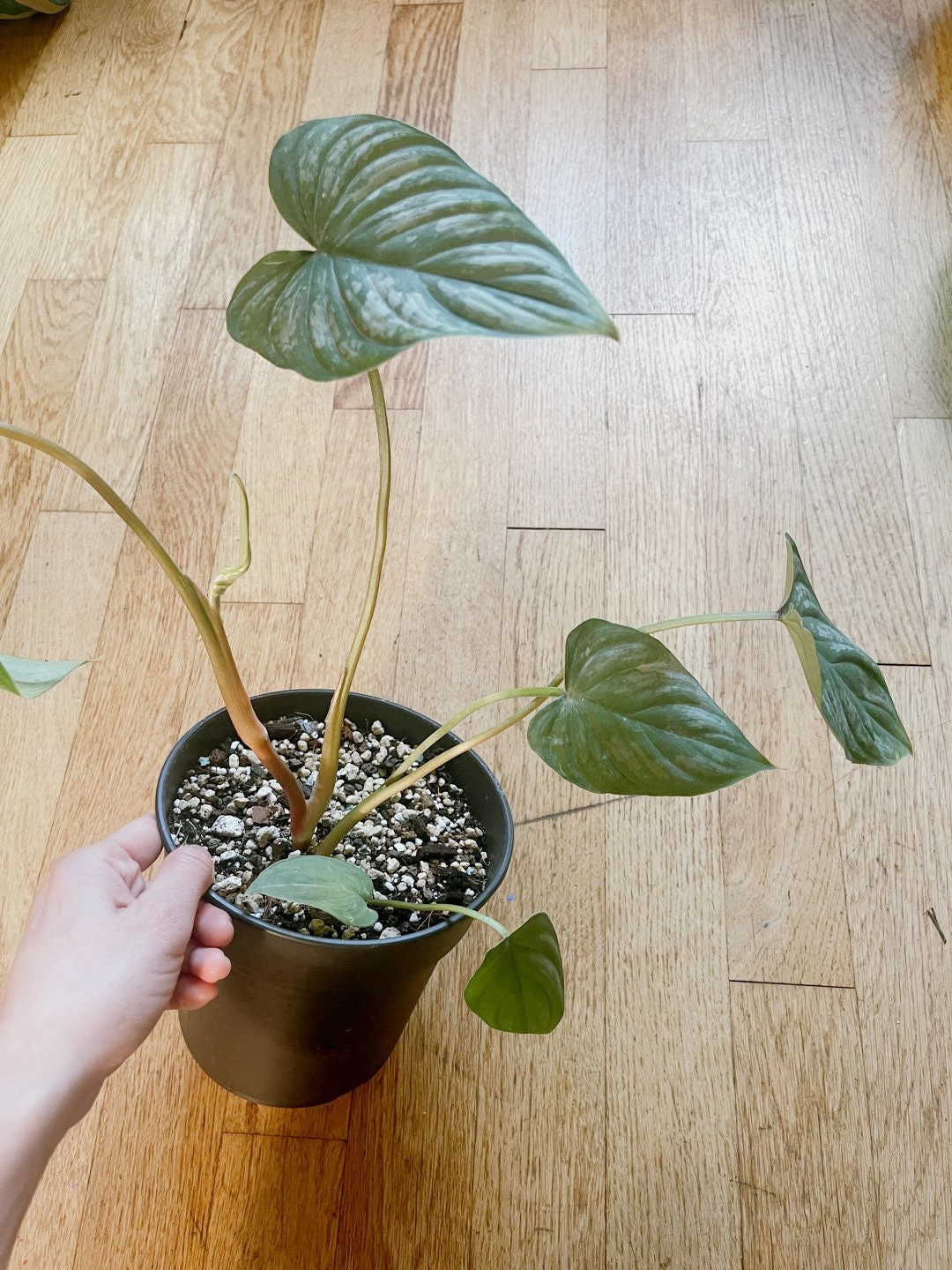 Philodendron mamei 7 leaves - Free PHYTOSANITARY CERTIFICAT - express