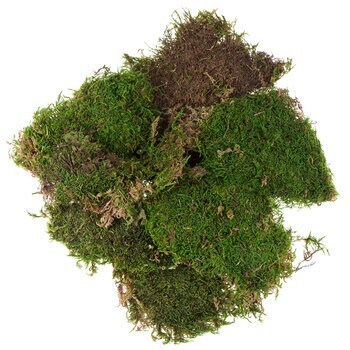 Dried flax moss green, wall decor, wall moss, terrarium DIY tool, reptile home
