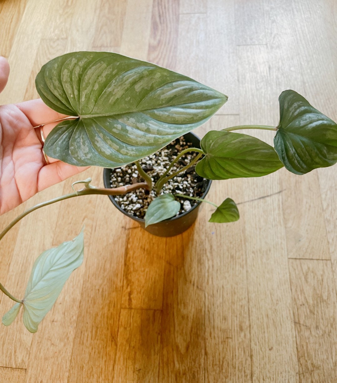 Philodendron mamei 7 leaves - Free PHYTOSANITARY CERTIFICAT - express