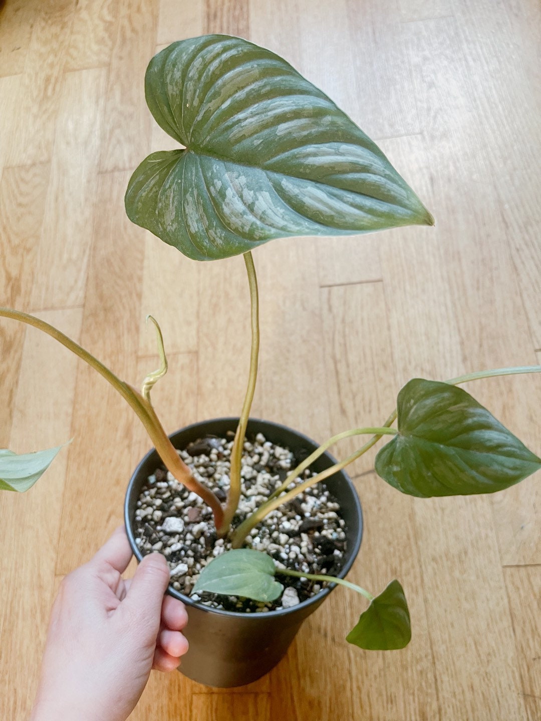 Philodendron mamei 7 leaves - Free PHYTOSANITARY CERTIFICAT - express