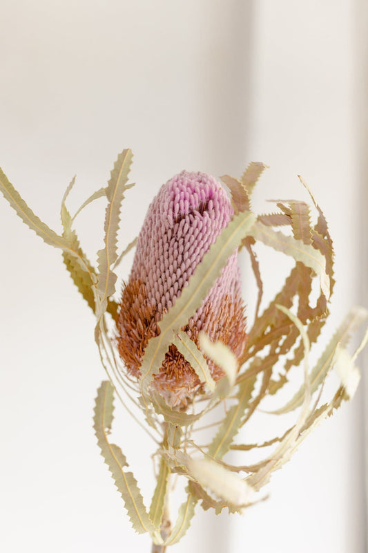 Banksia dust pink dried, australian exotic flower, home décoration, red flower