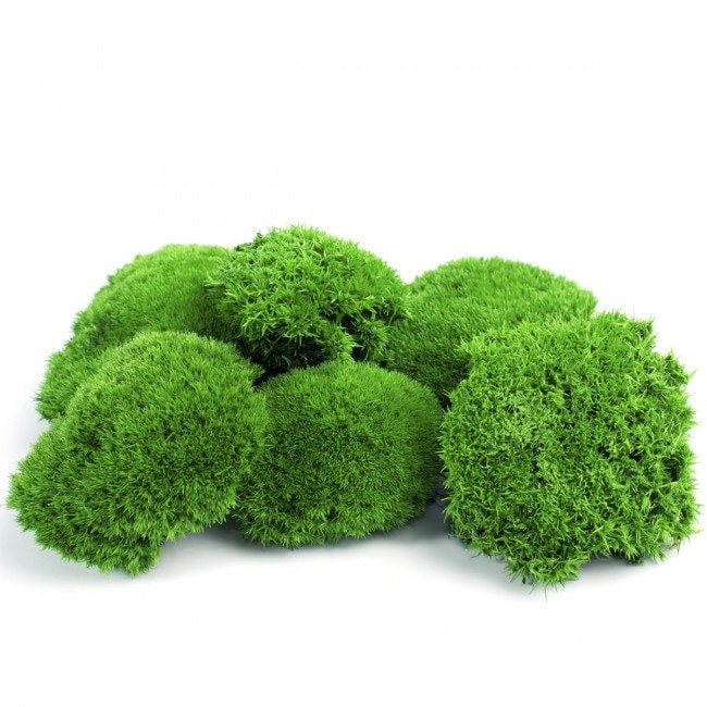 Preserved moss ball light green, moss art, wall moss, DYI tool, decoration interior