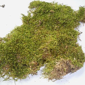 Dried flax moss green, wall decor, wall moss, terrarium DIY tool, reptile home