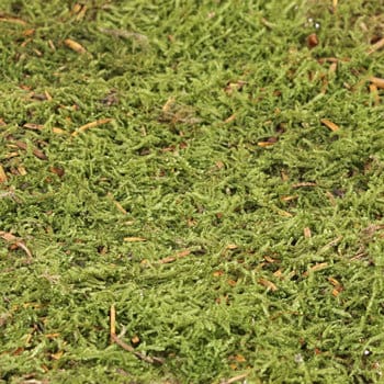 Dried flax moss green, wall decor, wall moss, terrarium DIY tool, reptile home