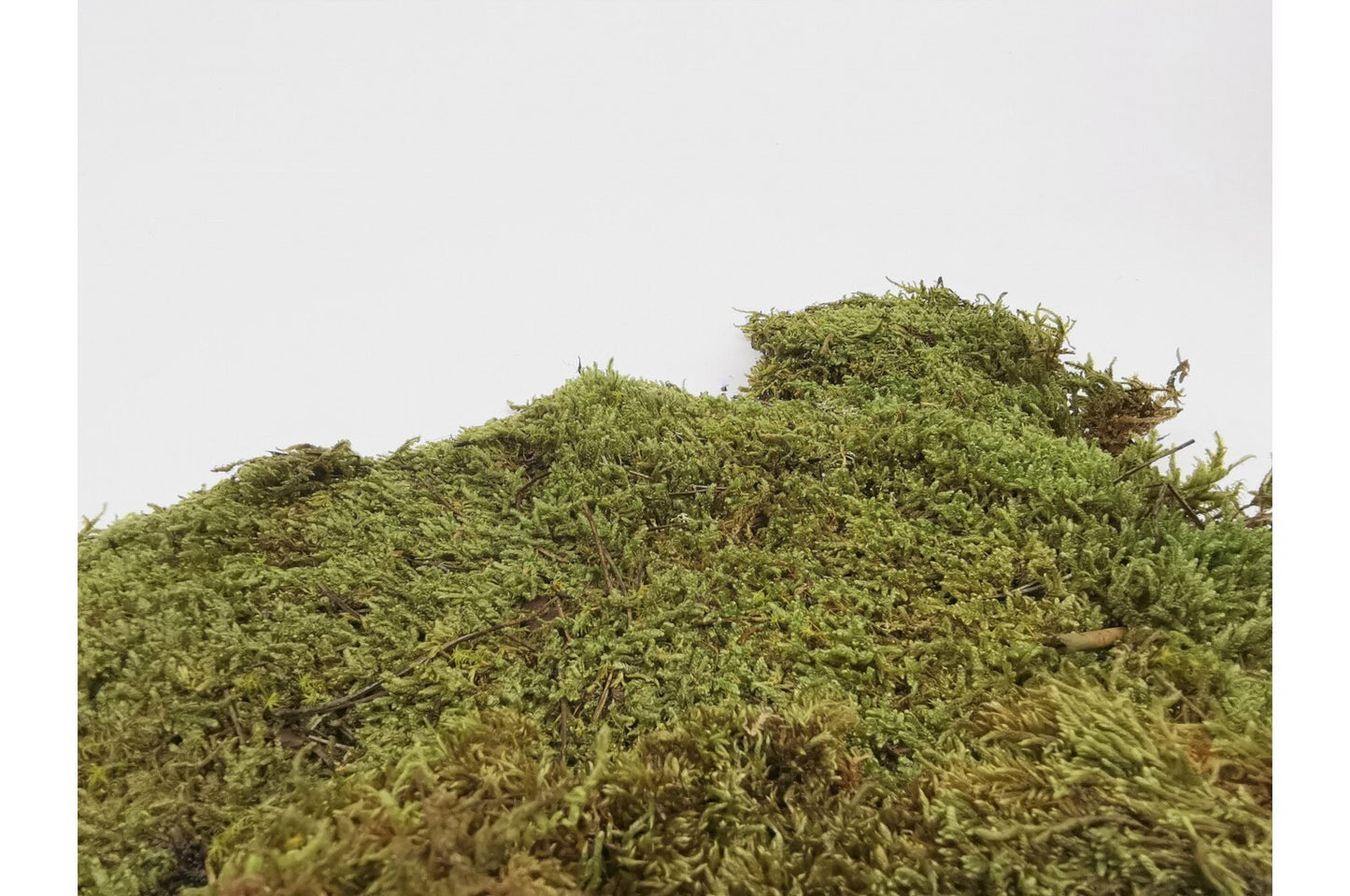 Dried flax moss green, wall decor, wall moss, terrarium DIY tool, reptile home