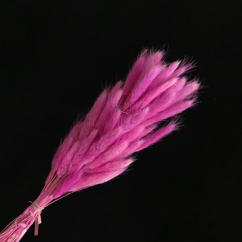 Lagurus queue de lapin, mini pampa teinte couleur lilac pink