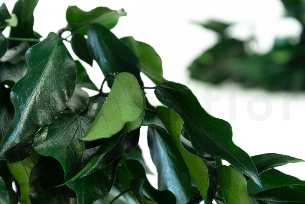 Preserved Ivy green, hanging decoration, wall interior decoration 40-50cm 100-120g/bunch
