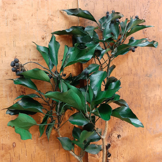 Preserved Ivy green, hanging decoration, wall interior decoration 40-50cm 100-120g/bunch