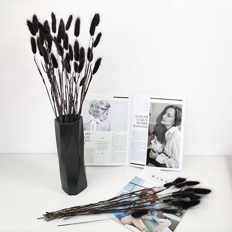 Lagurus queue de lapin, mini pampa teinté noir