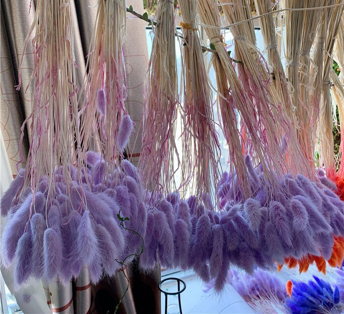 Lagurus ovatus violet, rabbit taille, queue de lapin, mini pampas dried bunch