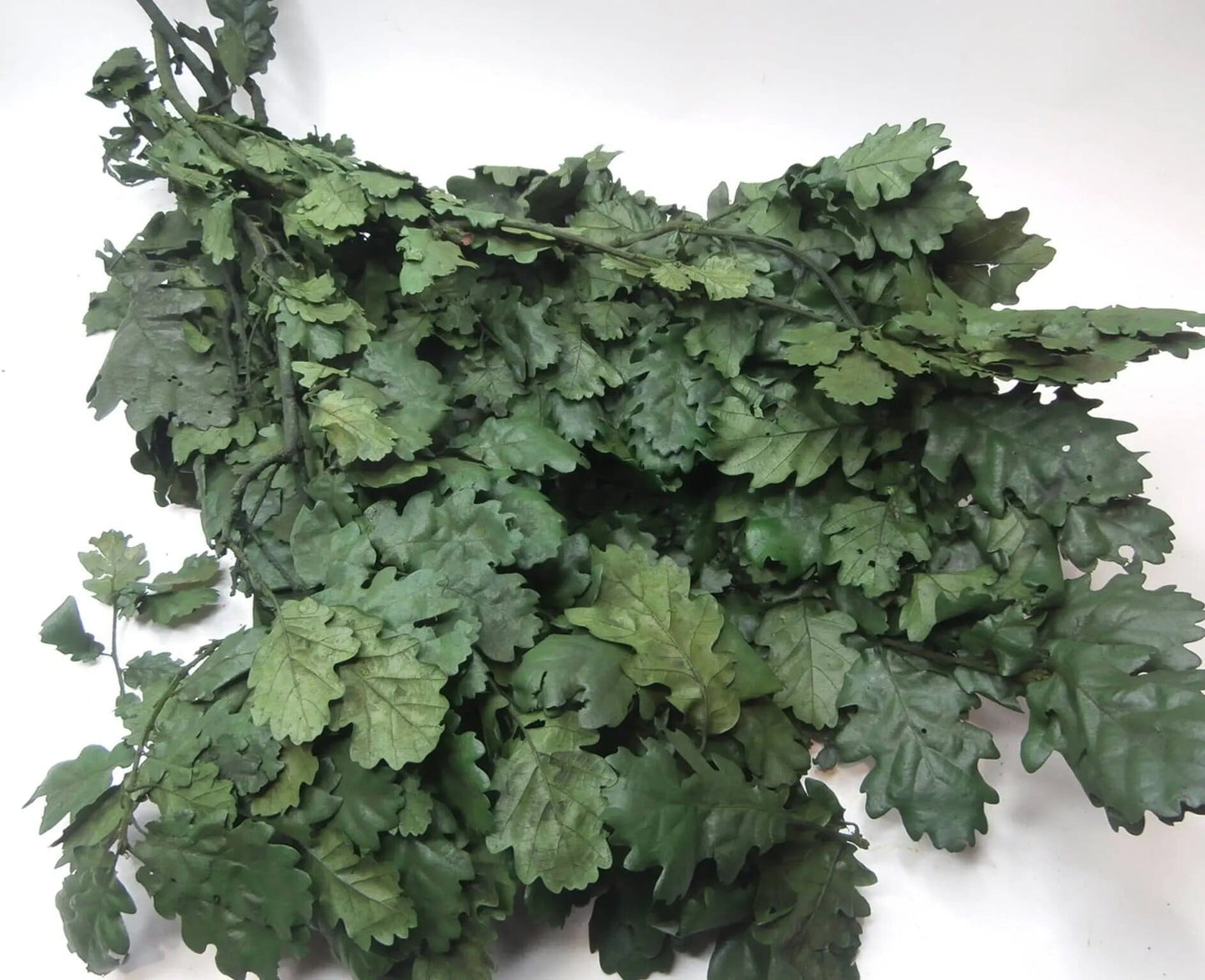 Chêne stabilisé, preserved oak leaf, preserved foliage