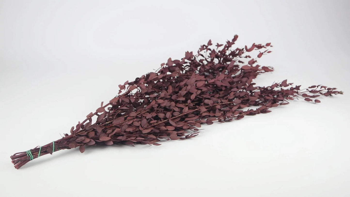 Preserved eucalytus parvifolia red 120g, preserved foliage, preserved leaf