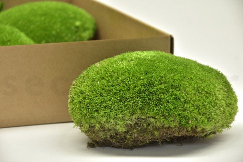 Preserved moss ball forest green, moss art, wall moss, DYI tool, decoration interieur