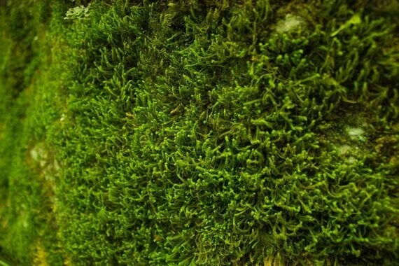 Preserved flax moss green, wall decor, wall moss, DIY tool