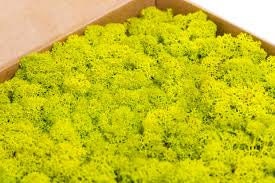 Lime green preserved reindeer moss, wall moss tool, wall decoration DIY, terrarium