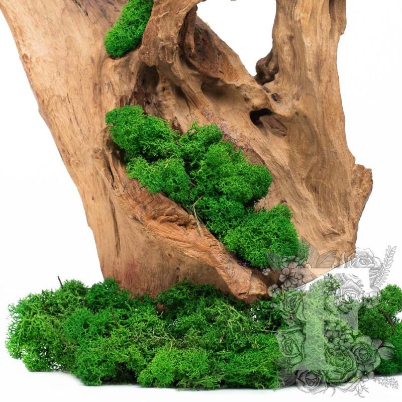 Reindeer Moss Dark forest Green, preserved moss, wall decoration