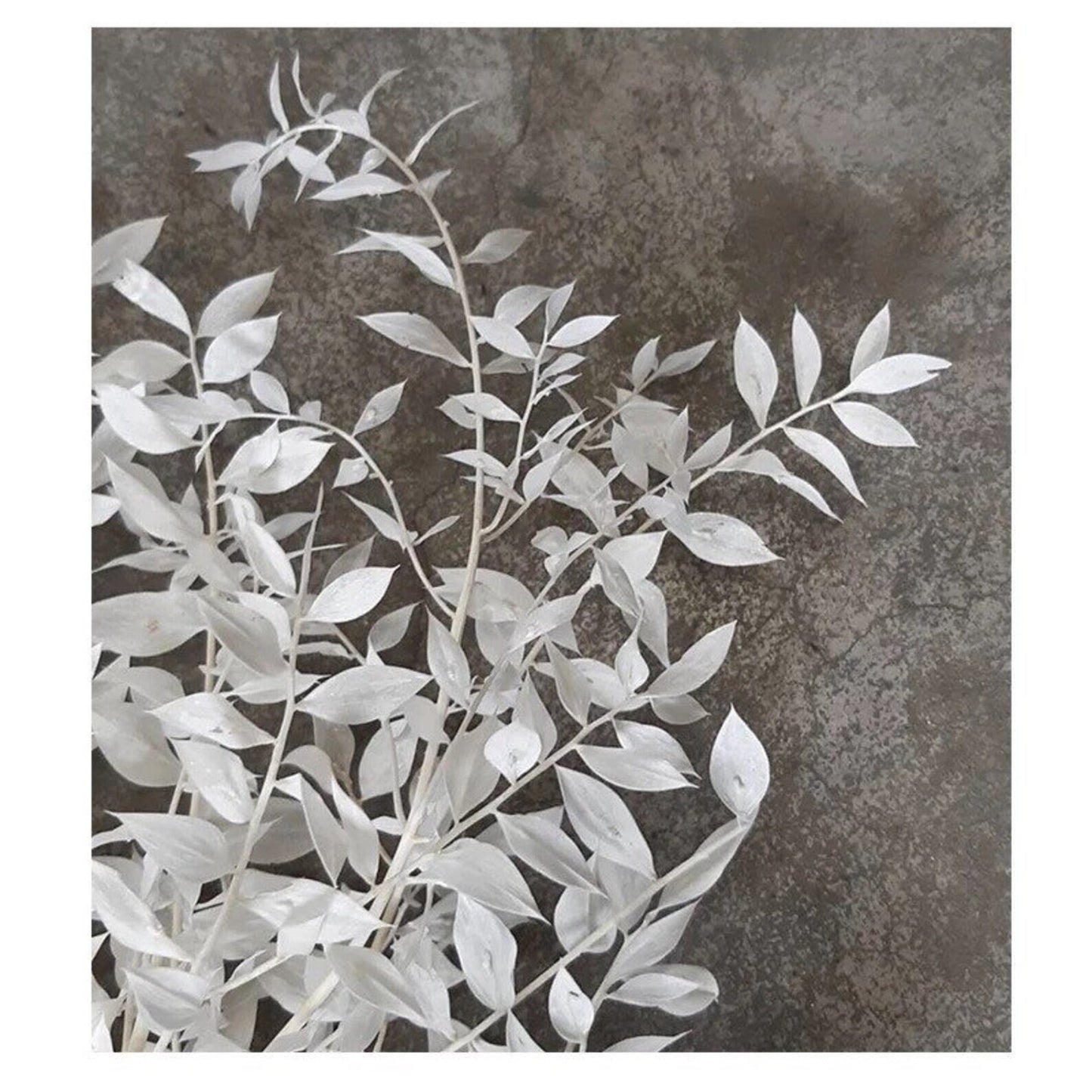 Preserved Ruscus bleached, everlasting white bunch, rustic decoration H70-90cm