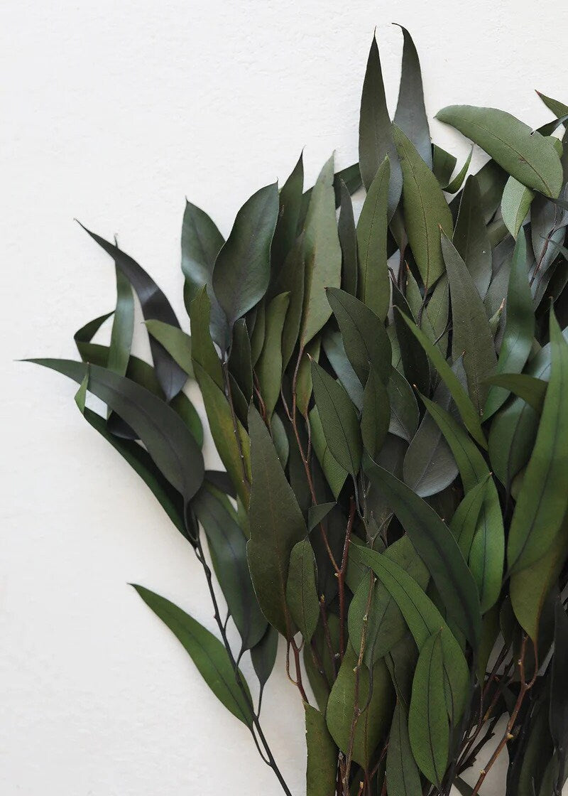 Preserved eucalytus willow, preserved leave, willow eucalyptus, dark green natural eucalyptus, preserved foliage