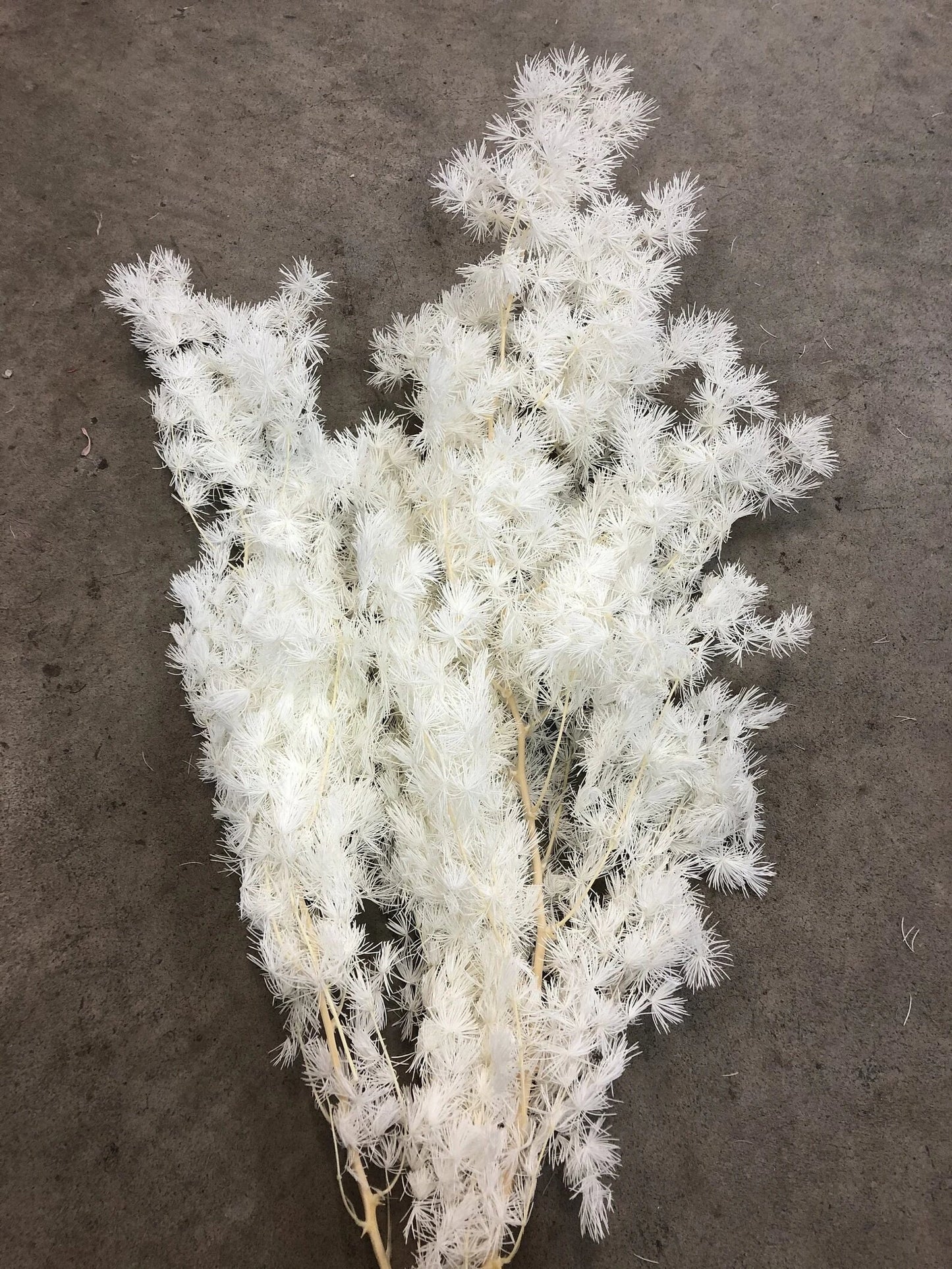 Preserved Ming fern bleached, white fern, preserved foliage