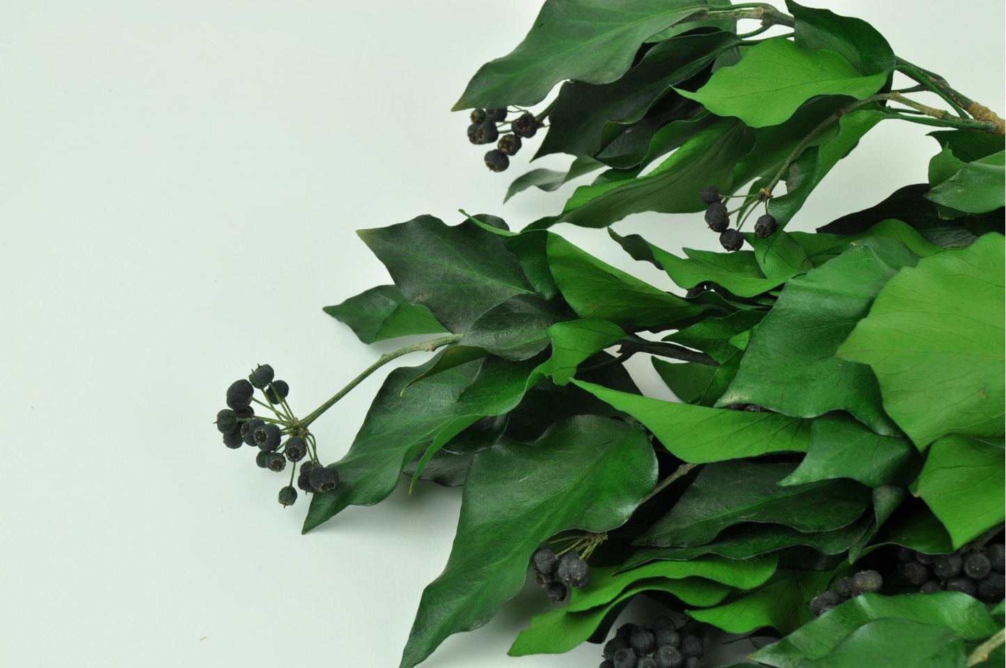 Preserved Ivy green, hanging decoration, wall interior decoration 40-50cm 100-120g/bunch