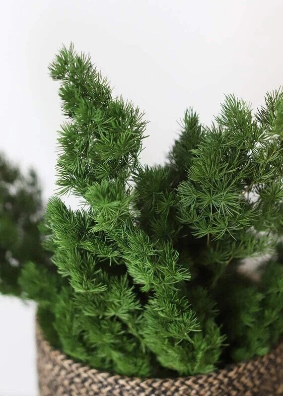 Preserved ming fern greenery natural color, wall decoration, ming fern stabilise