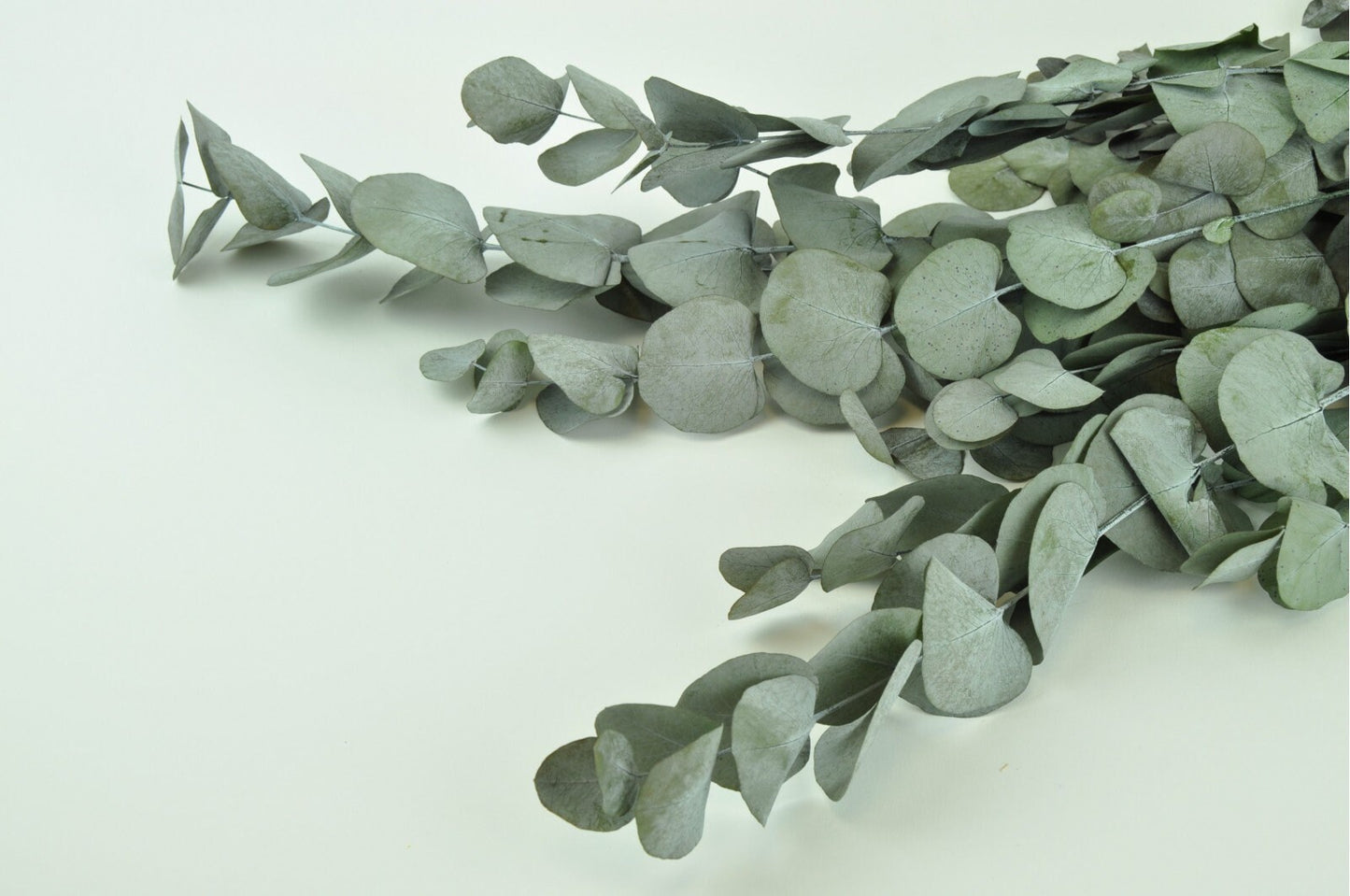 Preserved eucalytus green natural color 100-120g/ bunch