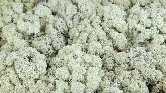 Preserved reindeer moss natural color, wall moss tool, wall decoration