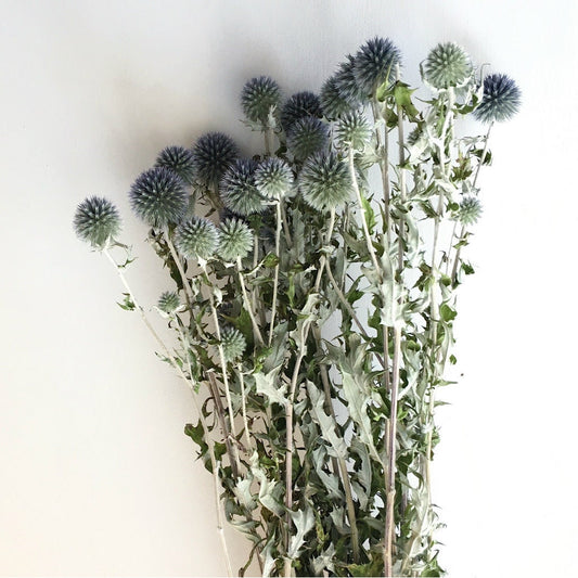 Blue thistle echinop natural color, dried eryngium, dongly flower, thistle natural 120G-140g