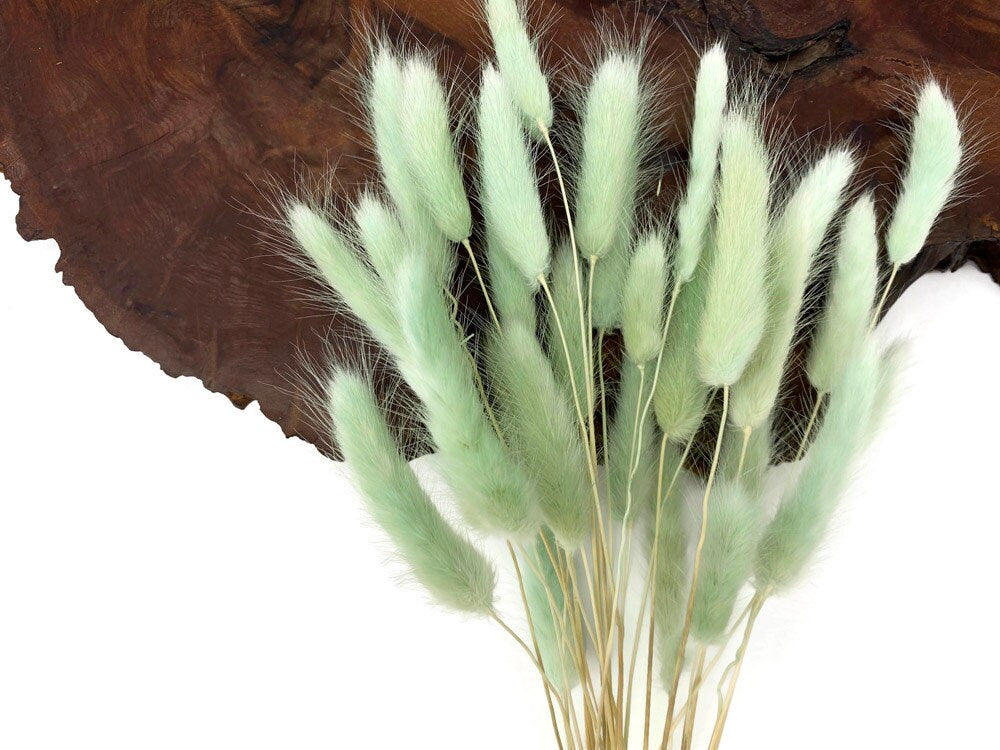 Lagurus, hair tail , queue de lapin, mini pampa blue mint dyed color
