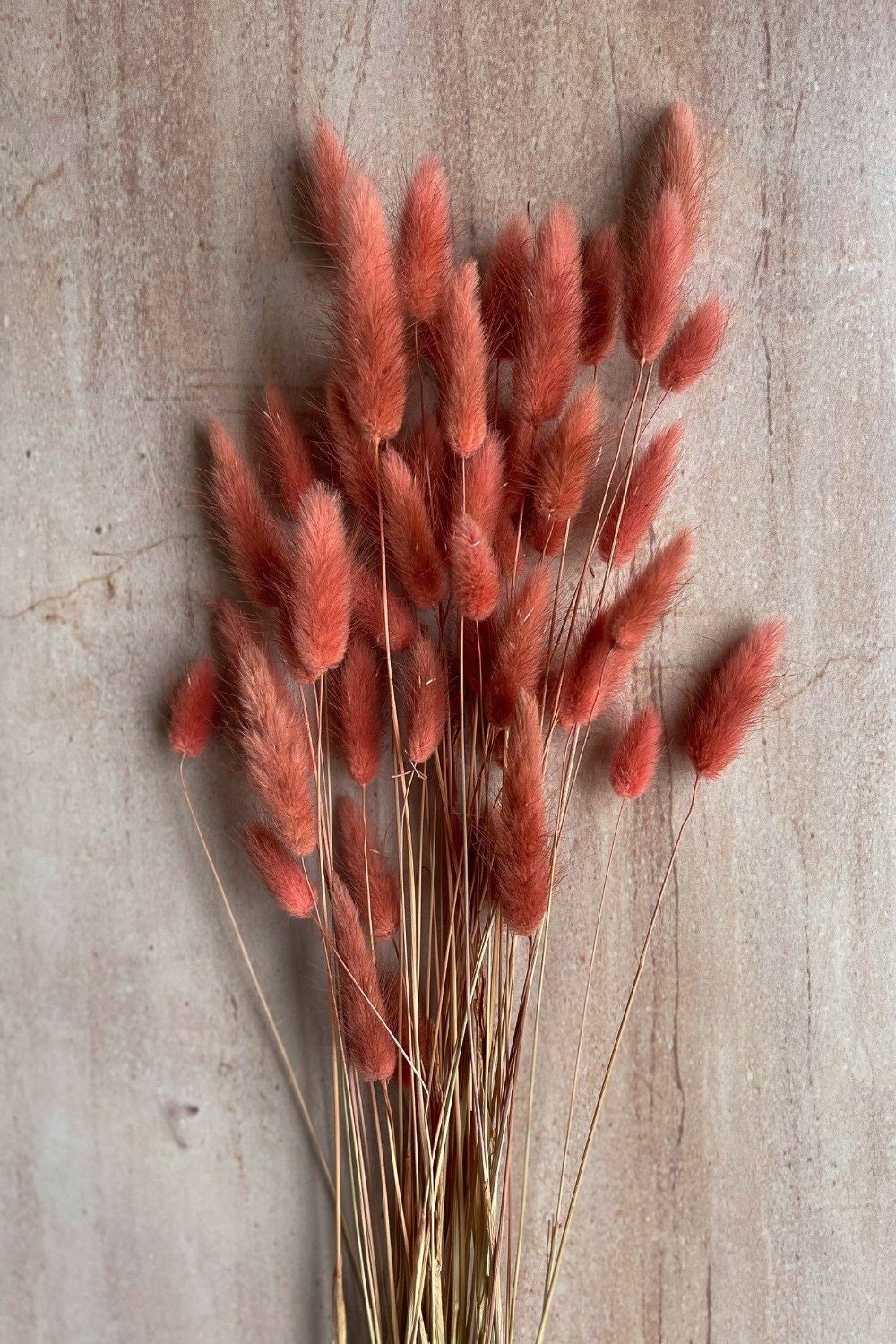 Lagurus, hair tail , queue de lapin, bunny tail, mini pampa Rose antique, rose vintage