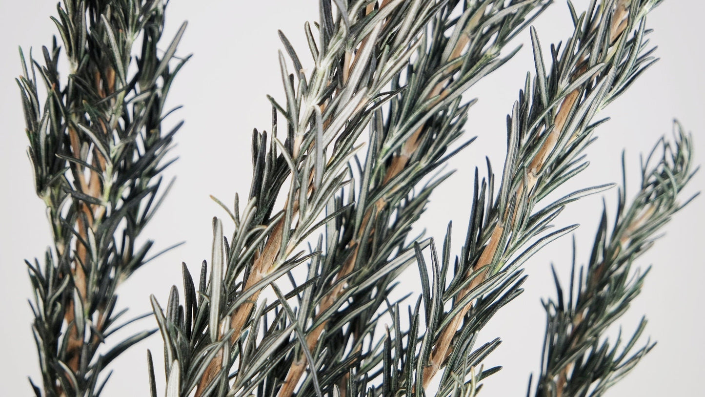 Preserved green Rosemarin , preserved leave 80g per bunch