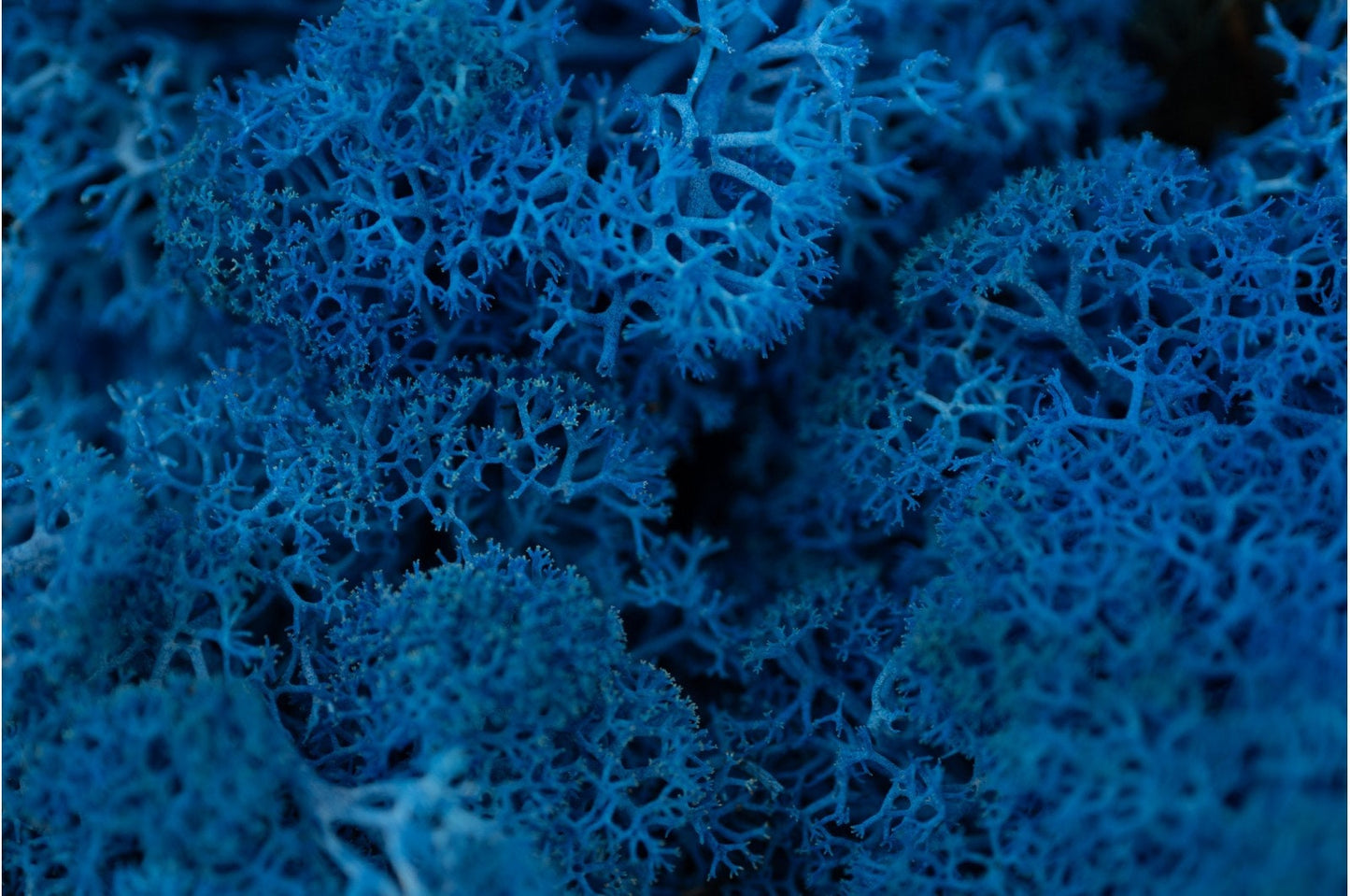 Reindeer Moss Dark ocean blue, preserved moss, wall decoration, DYI tableau, wall moss