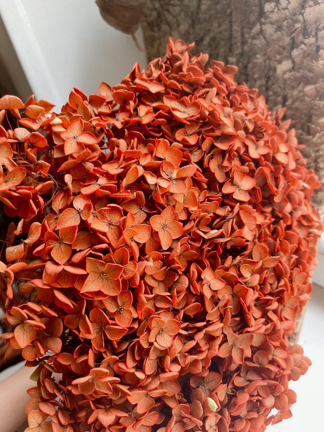Preserved hydrangea métallique orange rouille terra-cotta, D18-20cm, hortensia, decoration de mariage, DIY